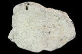 Hadrosaur Foot Bone - Alberta (Disposition #-) #100507-1